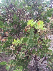 Arctostaphylos insularis