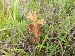 Orobanche alba