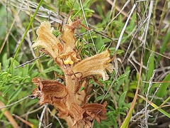 Orobanche alba