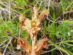 Orobanche alba