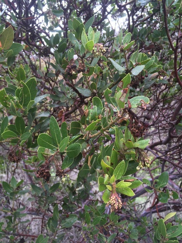 Image of Arctostaphylos insularis by (c) harrier, some rights reserved (CC BY)