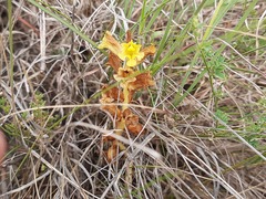 Orobanche alba