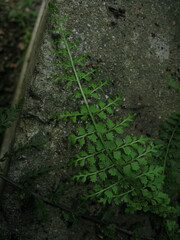 Asplenium incisum