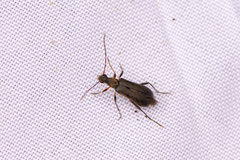 Grammoptera ruficornis