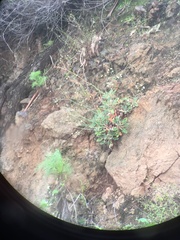 Eriogonum grande