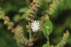 Melanthera nivea