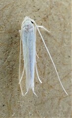 Stegommata sulfuratella