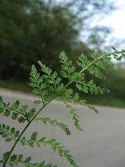Asplenium incisum