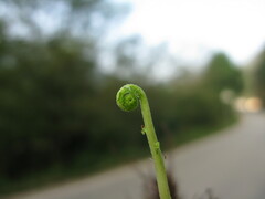 Asplenium incisum
