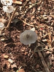Lanatulae