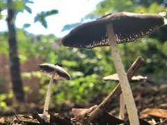 Lanatulae