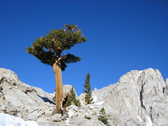 Pinus balfouriana austrina