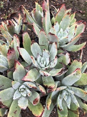 Dudleya virens insularis