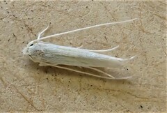 Stegommata sulfuratella