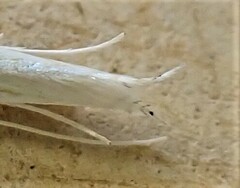 Stegommata sulfuratella