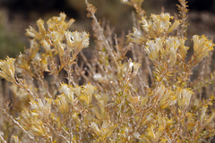 Tetradymia glabrata