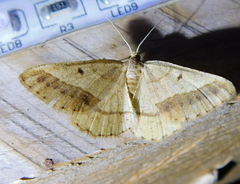 Isturgia arenacearia