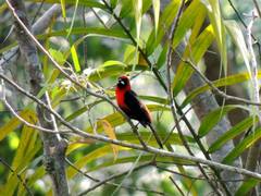 Ramphocelus nigrogularis