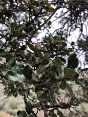 Quercus pacifica