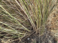 Thinopyrum elongatum