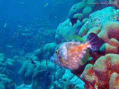 Cantherhines macrocerus