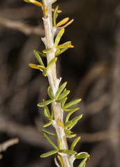 Tetradymia glabrata