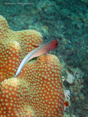 Ophioblennius macclurei