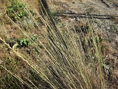 Thinopyrum elongatum