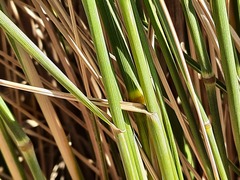 Thinopyrum elongatum