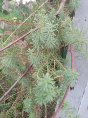 Baccharis coridifolia