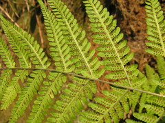 Macrothelypteris oligophlebia