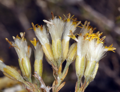 Tetradymia glabrata