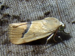 Ponometia venustula