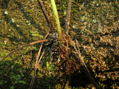 Macrothelypteris oligophlebia