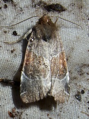 Hampsonodes