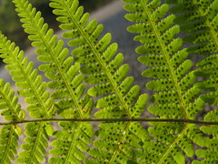 Macrothelypteris oligophlebia