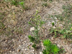 Erigeron bonariensis