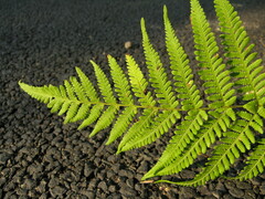 Macrothelypteris oligophlebia