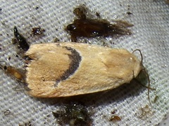 Ponometia venustula