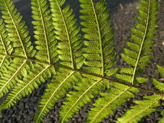 Macrothelypteris oligophlebia