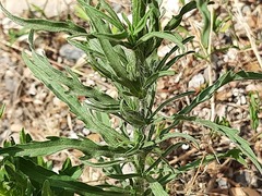 Erigeron bonariensis