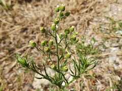 Erigeron bonariensis