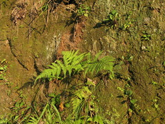 Macrothelypteris oligophlebia