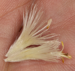 Tetradymia glabrata