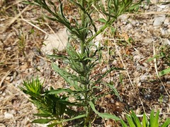 Erigeron bonariensis