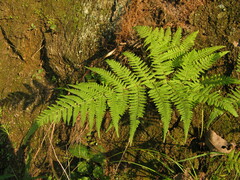 Macrothelypteris oligophlebia