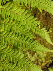 Macrothelypteris oligophlebia