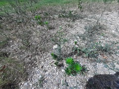 Erigeron bonariensis