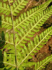 Macrothelypteris oligophlebia