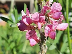 Onobrychis viciifolia